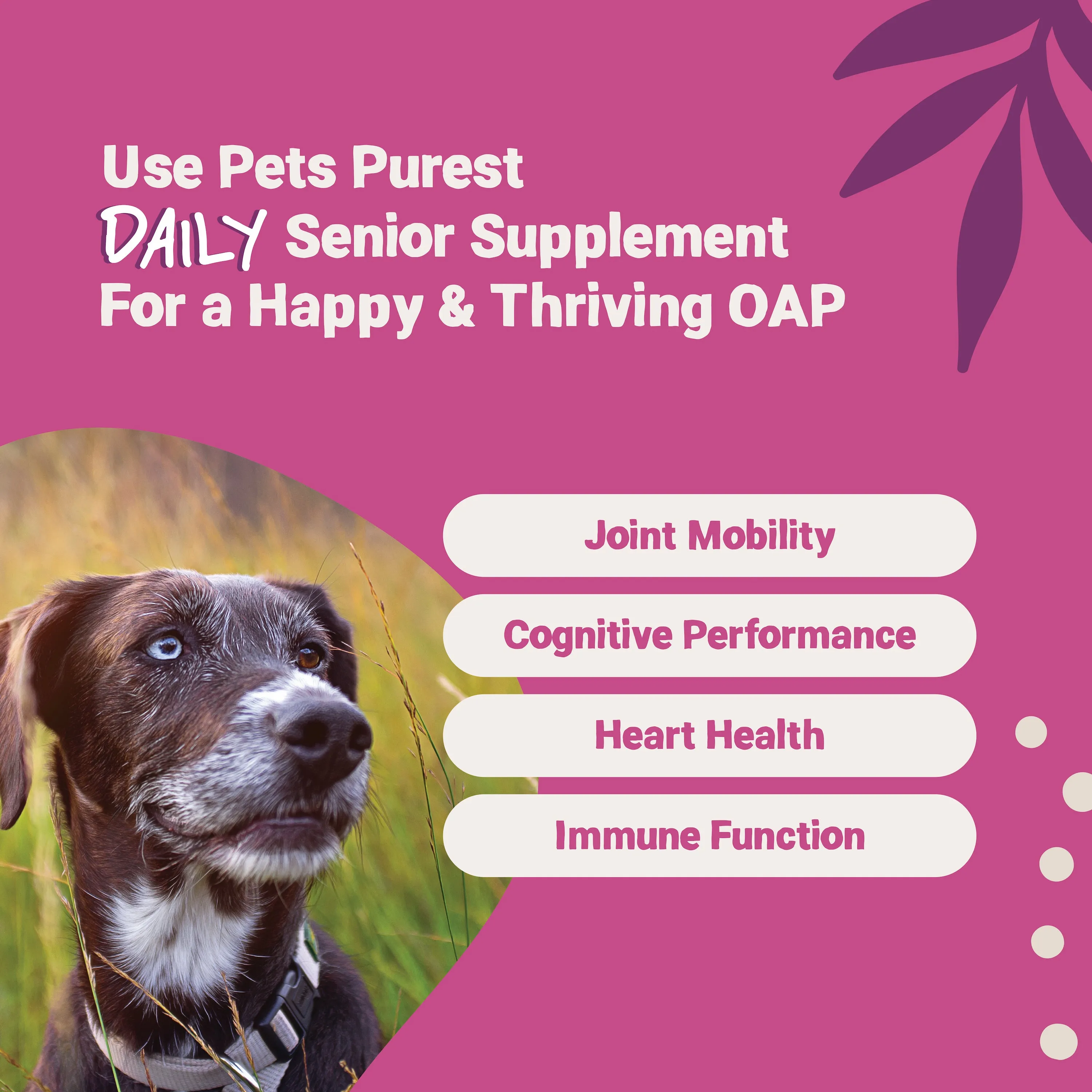 Daily Senior Supplement 300ml