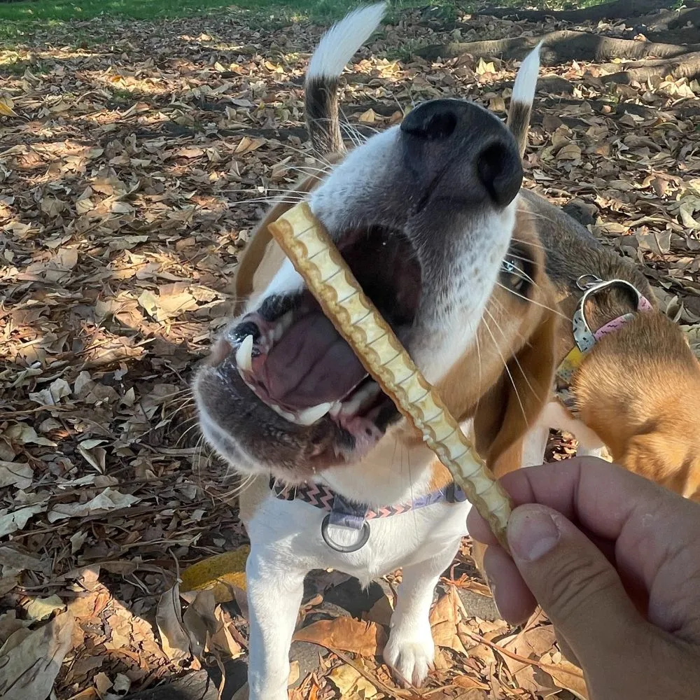 Jaws Bundle (Mixed Shark Treats)